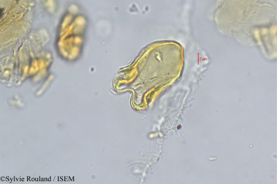 Sylvie.Rouland/Ceratophyllum_demersum_31247/Ceratophyllum_demersum_31247_0001(copy)_thumb.jpg