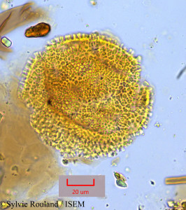Sylvie.Rouland/Ceratostigma_plumbaginoides_1049/Ceratostigma_plumbaginoides_1049_0001(copy)_thumb.jpg