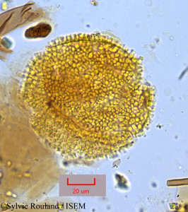 Ceratostigma plumbaginoides - lame n° 1049