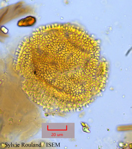 Ceratostigma plumbaginoides - lame n° 1049