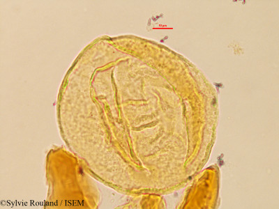 Sylvie.Rouland/Cerbera_venenifera_3228/Cerbera_venenifera_3228_0001(copy)_thumb.jpg