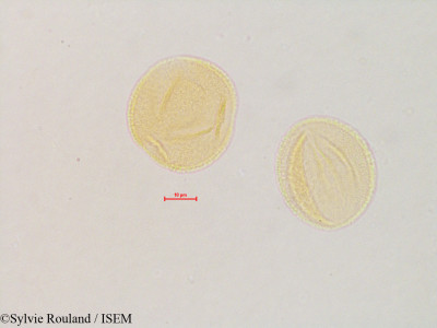 Cercis canadensis - lame n° 4837