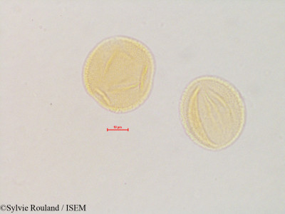 Cercis canadensis - lame n° 4837