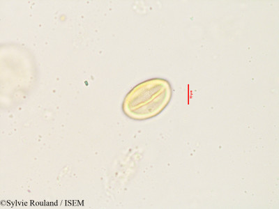 Cercis siliquastrum - lame n° 3538