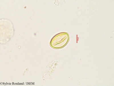 Cercis siliquastrum - lame n° 3538