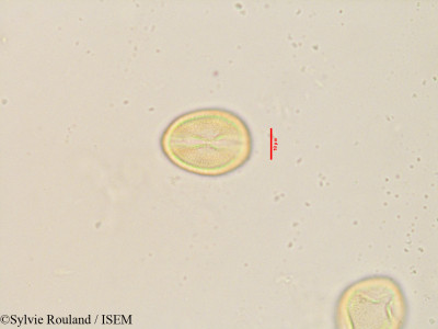 Cercis siliquastrum - lame n° 3538