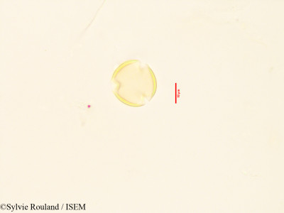 Cercis siliquastrum - lame n° 3538