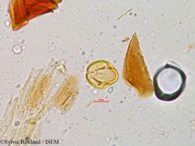 Sylvie.Rouland/Ceriops_roxburghiana_4963/Ceriops_roxburghiana_4963_0001(copy)_thumb.jpg