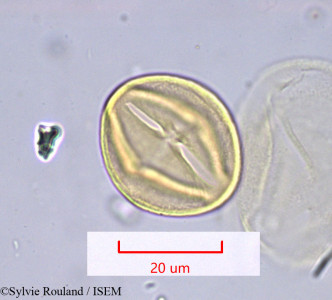 Sylvie.Rouland/Cestrum_elegans_990/Cestrum_elegans_990_0001(copy)_thumb.jpg