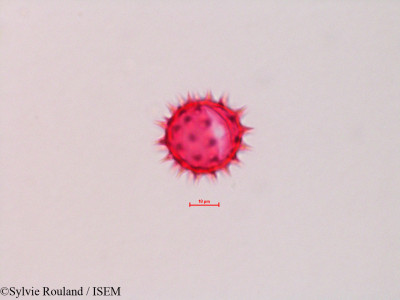 Sylvie.Rouland/Chaenactis_glabriuscula_4321/Chaenactis_glabriuscula_4321_0001(copy)_thumb.jpg