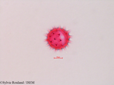 Chaenactis glabriuscula - lame n° 4321