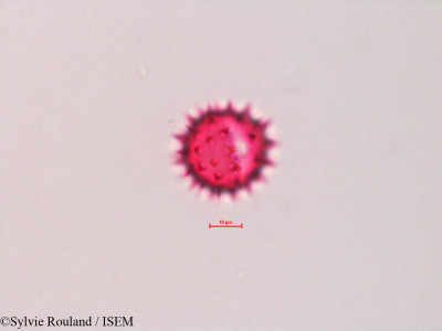 Chaenactis glabriuscula - lame n° 4321