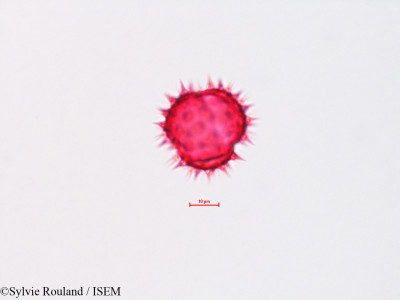 Chaenactis glabriuscula - lame n° 4321