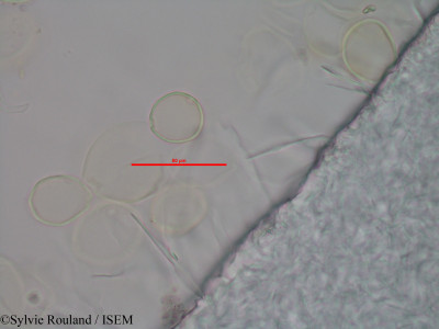 Sylvie.Rouland/Chaetachme_aristata_40547/Chaetachme_aristata_40547_0001(copy)_thumb.jpg