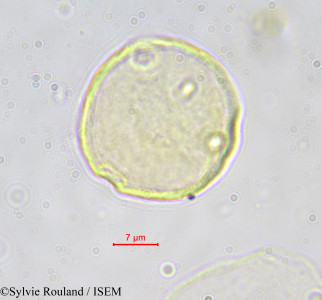 Sylvie.Rouland/Chaetachme_microcarpa_550/Chaetachme_microcarpa_550_0001(copy)_thumb.jpg