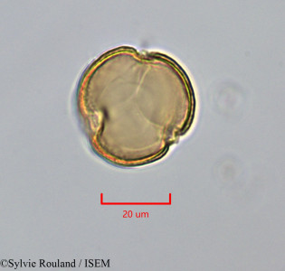 Sylvie.Rouland/Charianthus_corymbosus_47289/Charianthus_corymbosus_47289_0001(copy)_thumb.jpg