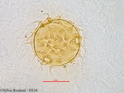 Sylvie.Rouland/Cheirolaena_linearis_3152/Cheirolaena_linearis_3152_0001(copy)_thumb.jpg