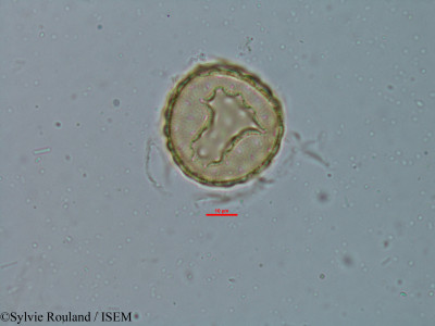 Chenopodium ambrosioides - lame n° 6149