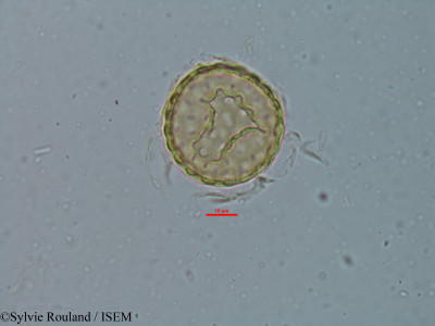 Chenopodium ambrosioides - lame n° 6149
