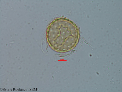 Chenopodium ambrosioides - lame n° 6149