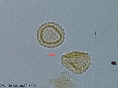 Chenopodium ambrosioides - lame n° 6149
