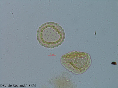 Chenopodium ambrosioides - lame n° 6149