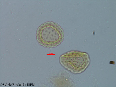 Chenopodium ambrosioides - lame n° 6149