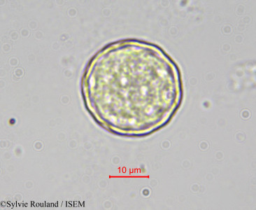 Chenopodium bonus-henricus - lame n° 4108