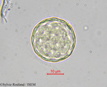 Chenopodium bonus-henricus - lame n° 4108
