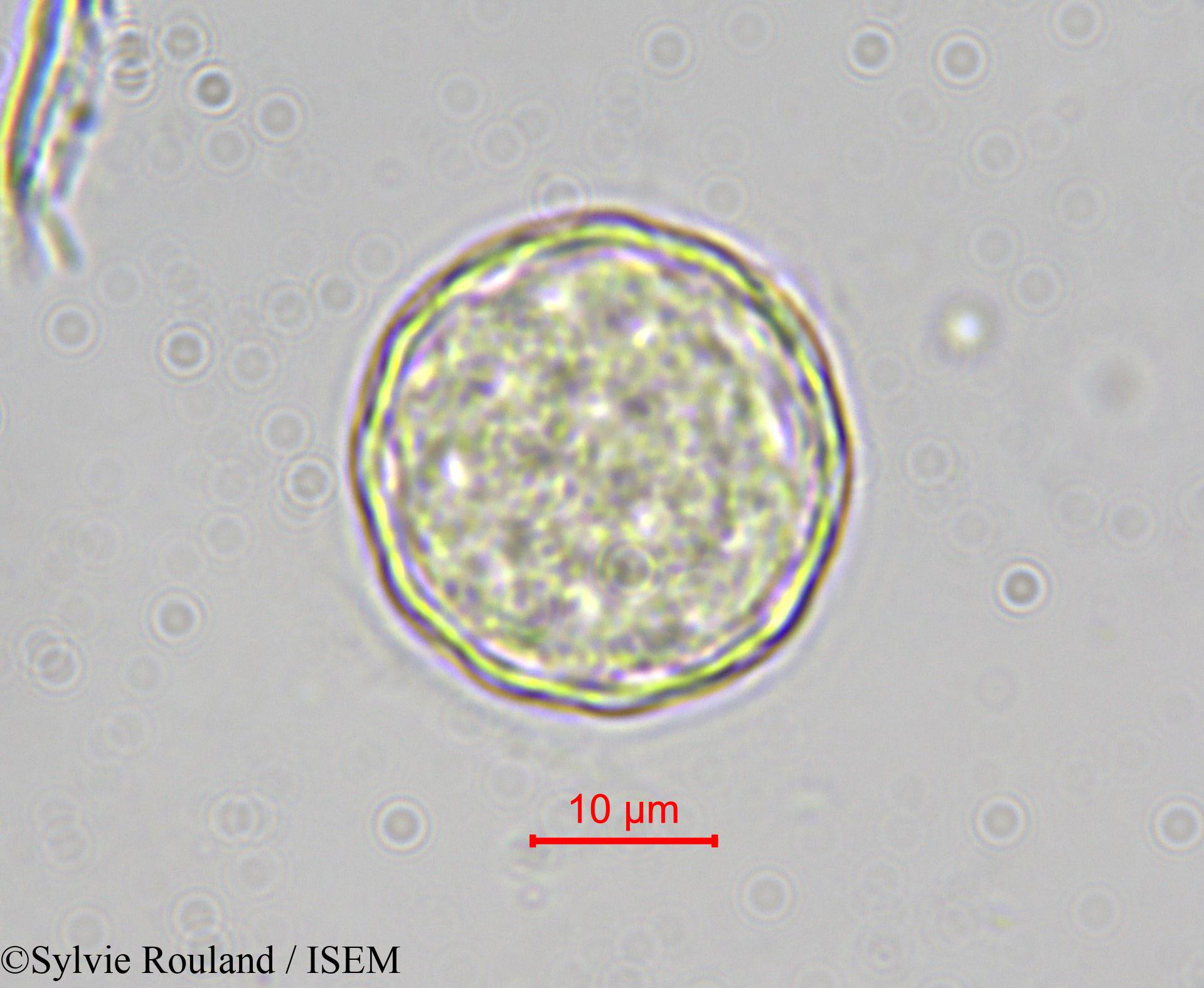 Sylvie.Rouland/Chenopodium_bonus-henricus_4108/Chenopodium_bonus-henricus_4108_0004(copy).jpg