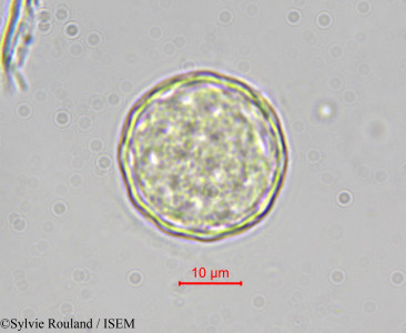 Chenopodium bonus-henricus - lame n° 4108