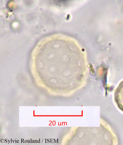 Chenopodium murale - lame n° 1190