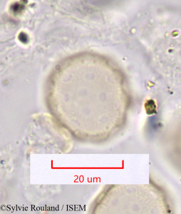 Chenopodium murale - lame n° 1190