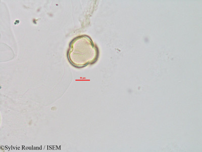 Chiococca racemosa - lame n° 2870