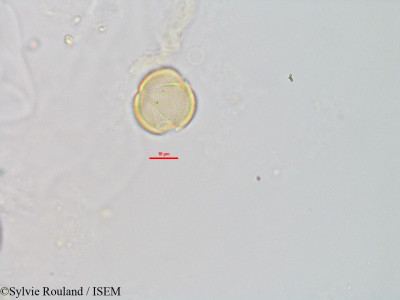Chiococca racemosa - lame n° 2870