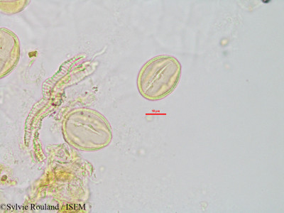Chiococca racemosa - lame n° 2870