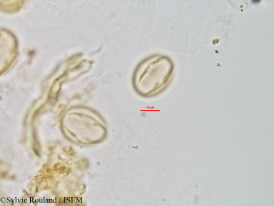Chiococca racemosa - lame n° 2870
