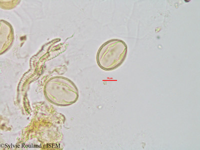 Chiococca racemosa - lame n° 2870