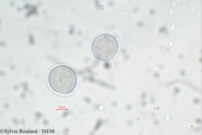 Chloranthus ascarinopsis - lame n° 111