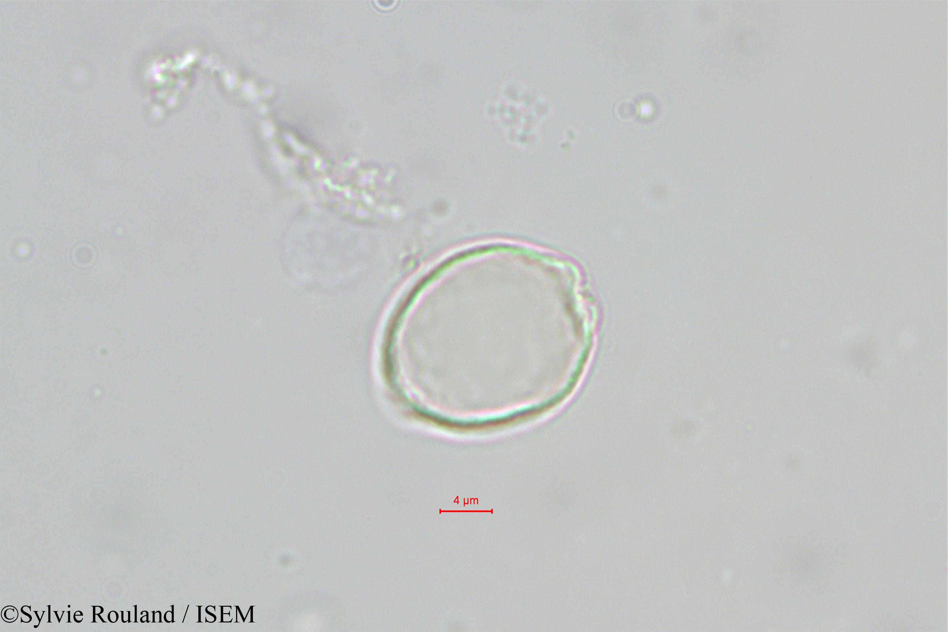 Sylvie.Rouland/Chlorophora_excelsa_543/Chlorophora_excelsa_543_0001(copy).jpg