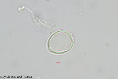 Sylvie.Rouland/Chlorophora_excelsa_543/Chlorophora_excelsa_543_0001(copy)_thumb.jpg