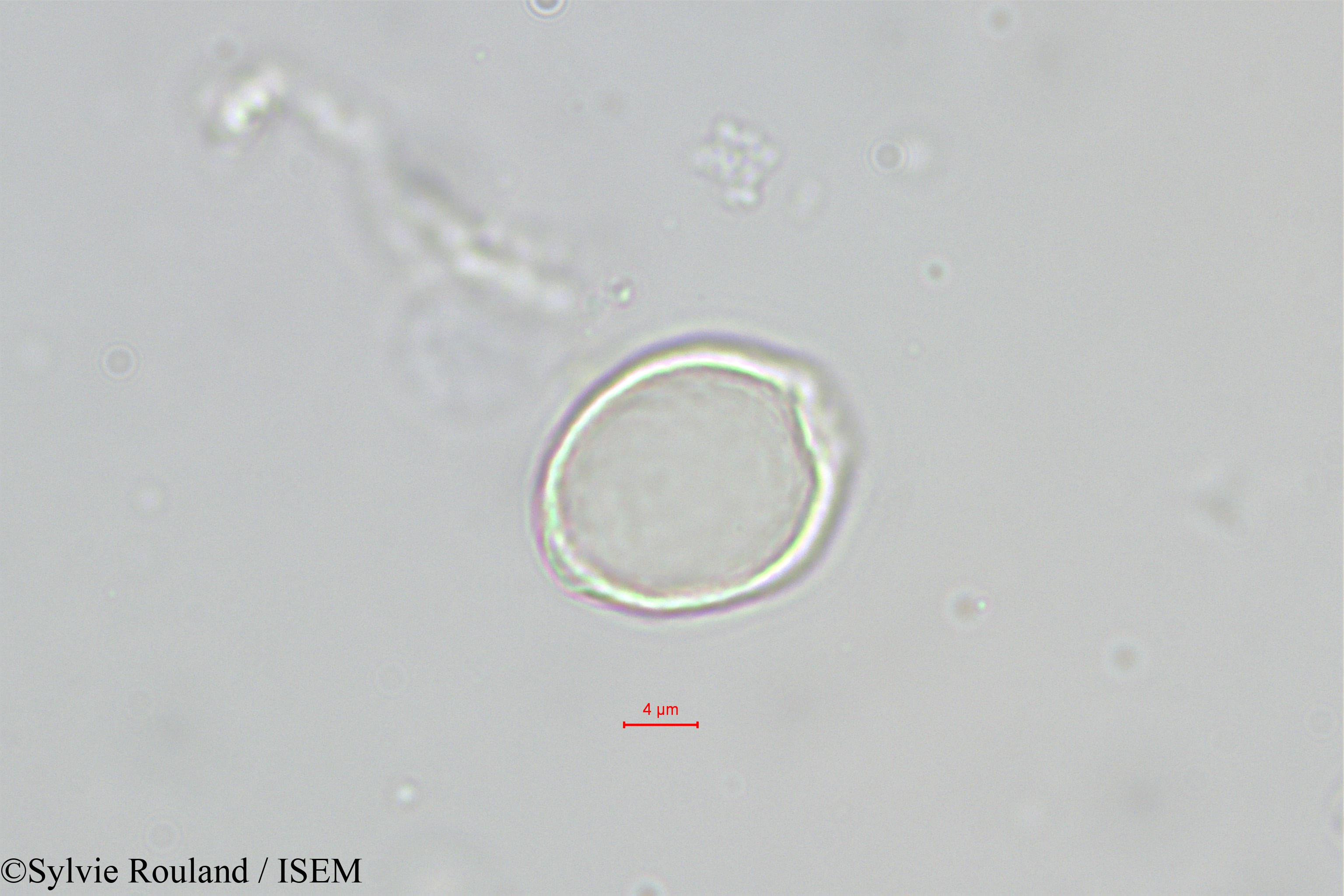 Sylvie.Rouland/Chlorophora_excelsa_543/Chlorophora_excelsa_543_0002(copy).jpg