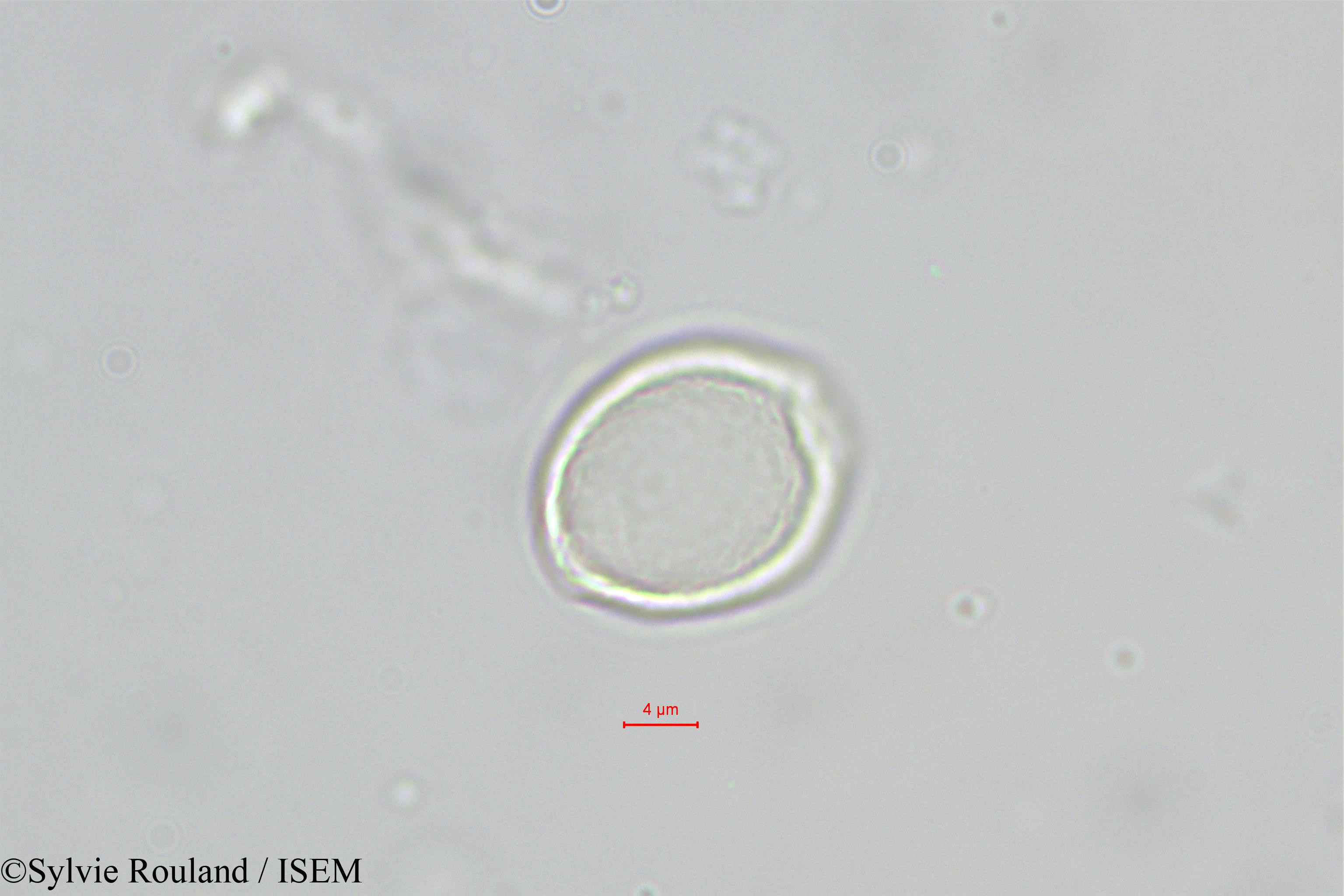 Sylvie.Rouland/Chlorophora_excelsa_543/Chlorophora_excelsa_543_0003(copy).jpg