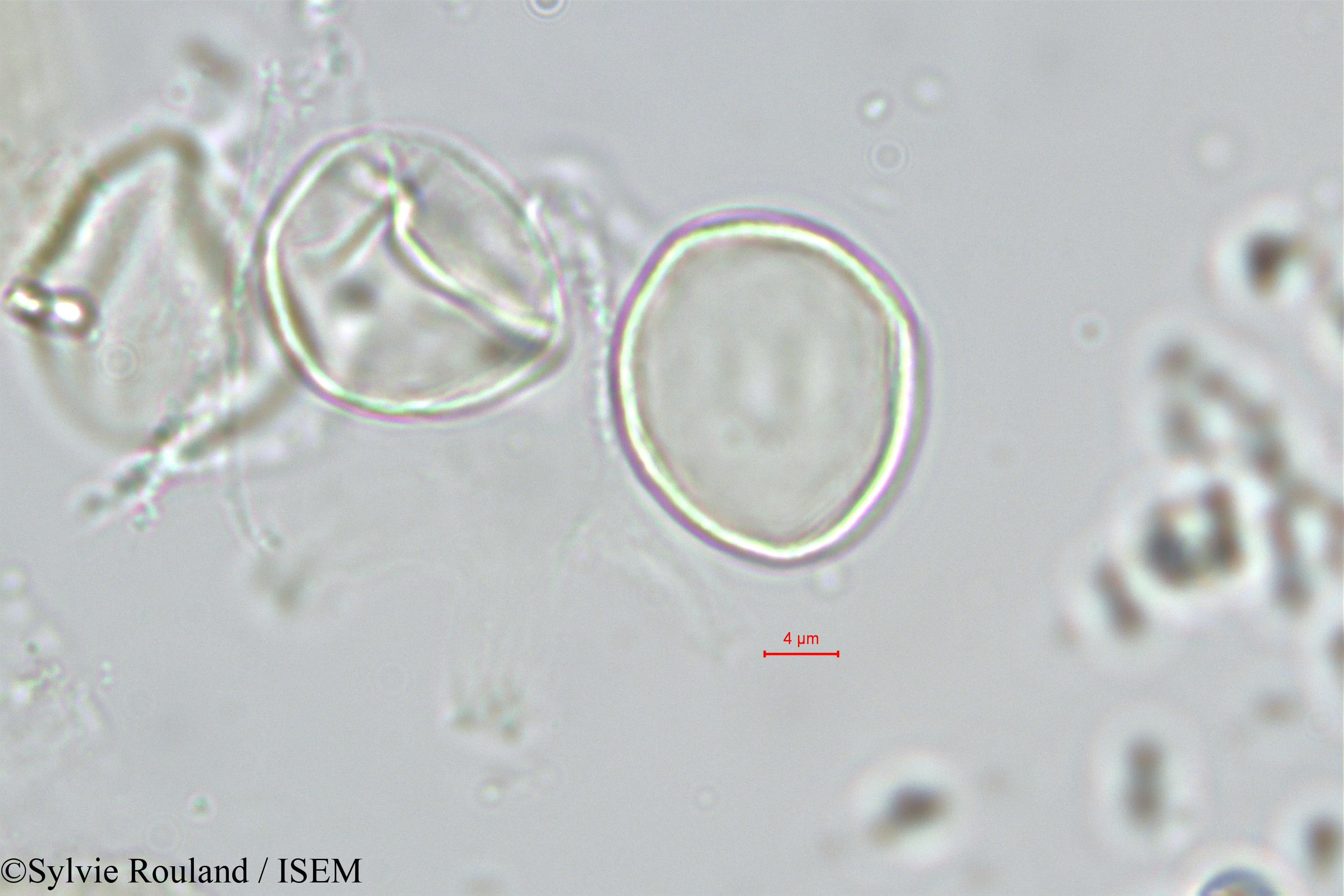 Sylvie.Rouland/Chlorophora_excelsa_543/Chlorophora_excelsa_543_0004(copy).jpg