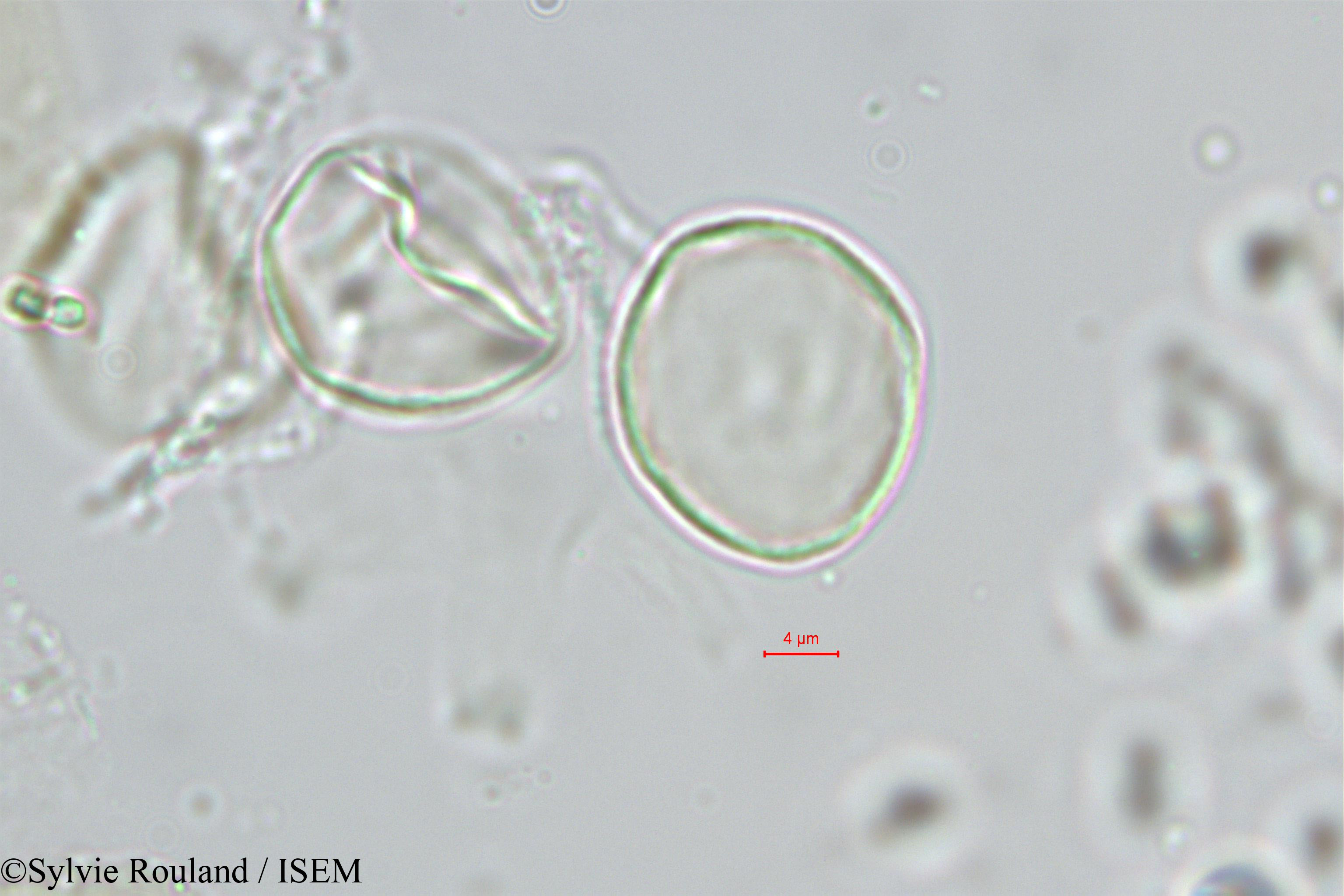 Sylvie.Rouland/Chlorophora_excelsa_543/Chlorophora_excelsa_543_0005(copy).jpg