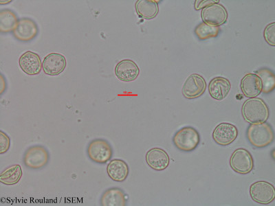 Sylvie.Rouland/Chlorophora_greveana_2586/Chlorophora_greveana_2586_0001(copy)_thumb.jpg