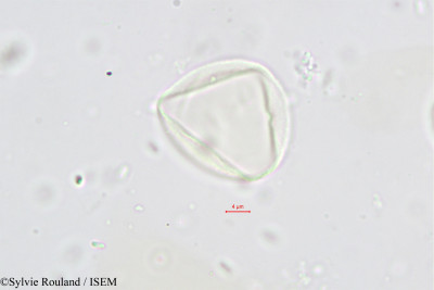 Sylvie.Rouland/Chlorophora_regia_537/Chlorophora_regia_537_0001(copy)_thumb.jpg