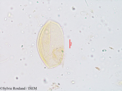 Chlorophytum malabaricum - lame n° 3932