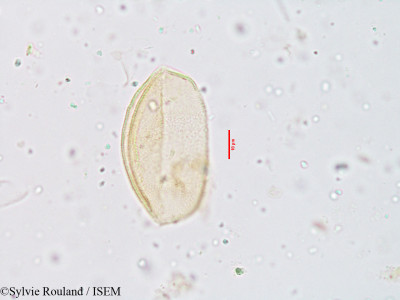 Chlorophytum malabaricum - lame n° 3932