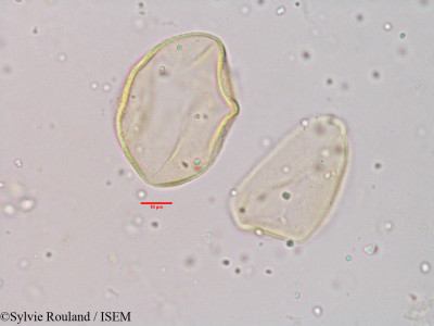 Chlorophytum malabaricum - lame n° 3932